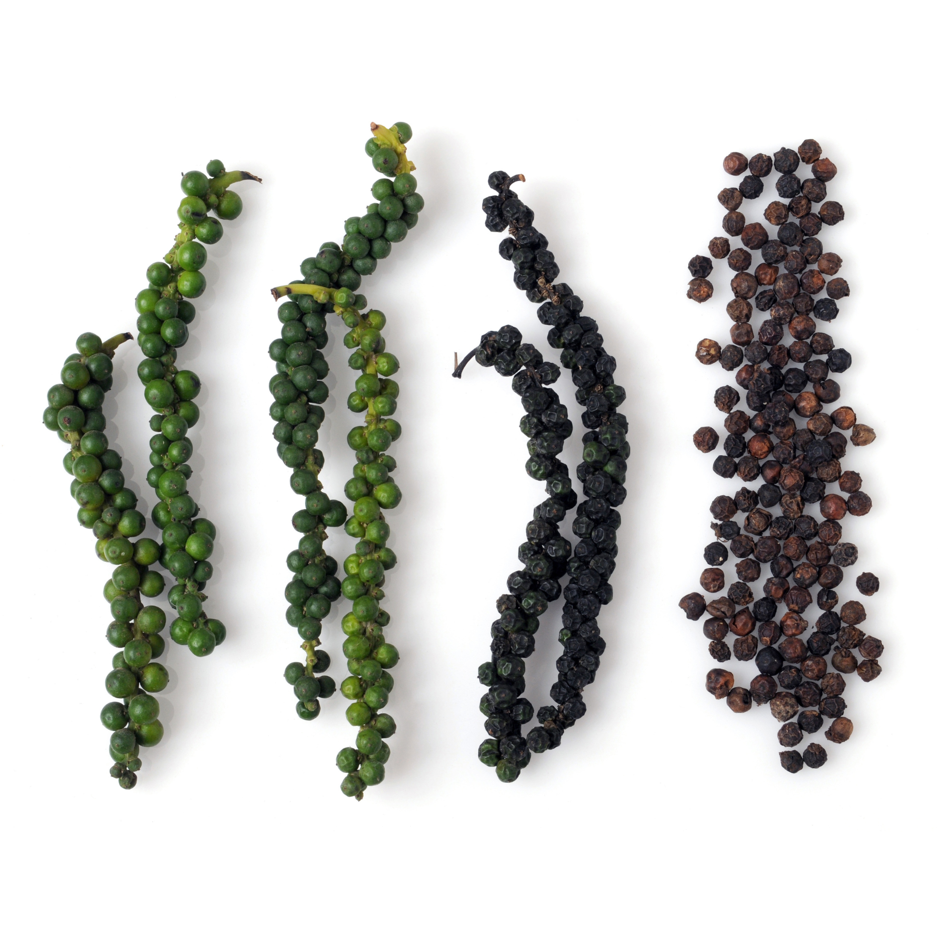 How Are Black Peppercorns Grown, Harvested, and Processed?